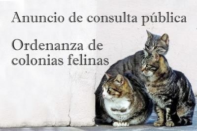 Anuncio de consulta pública Ordenanzas de colonias felinas 